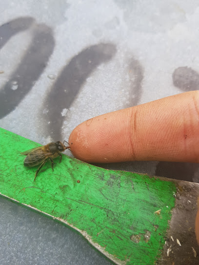 Mejores apicultores en A Lobagueira, Carballedo